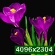 Violet Crocus Flower Blooming - VideoHive Item for Sale