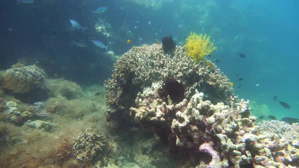 Coral Reef and Tropical Fish. Camiguin, Philippines alt