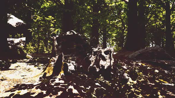Trunk and Stone Covered with a Green Moss alt