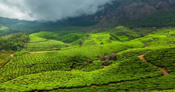 Green Tea Plantations In Munnar, Kerala, India, Stock Footage | VideoHive