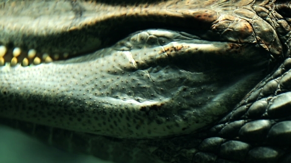 Parts Of The Alligator Underwater 
