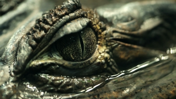 Alligator Eye 