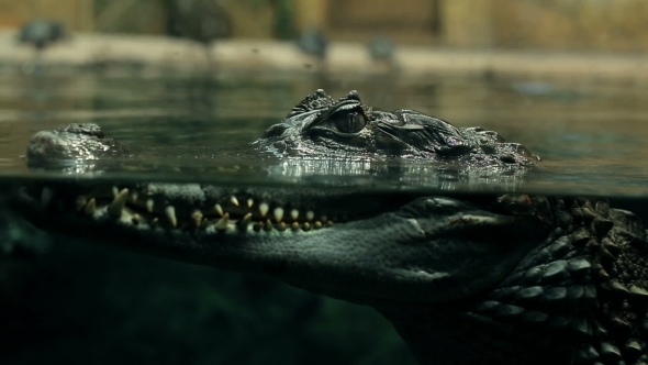 Crocodile Under Water Large Reptile 