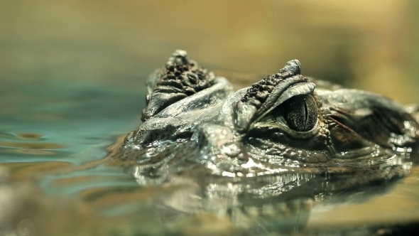 Large Crocodile In The Water