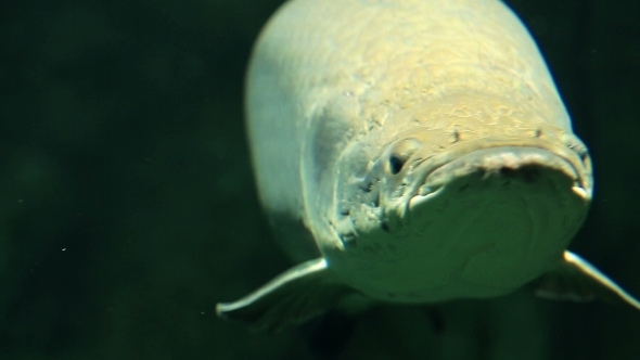 Arapaima Fish Under Water
