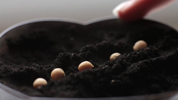 Planting Seeds in the Ground alt