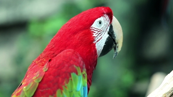 Red Macaw Head 