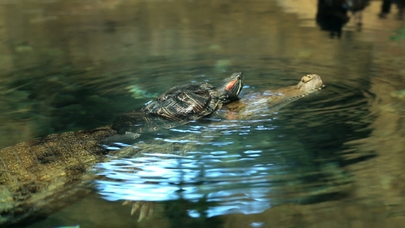 Turtle Creeps On a Crocodile