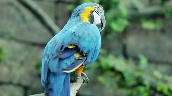 Blue And Yellow Macaw Resting 