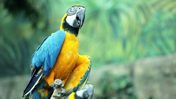 Blue And Yellow Macaw Resting 