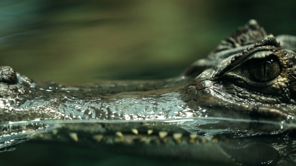 Large Crocodile In The Water