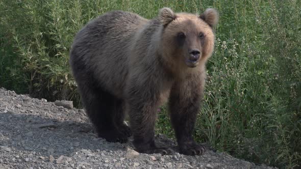 Hungry Kamchatka Brown Bear