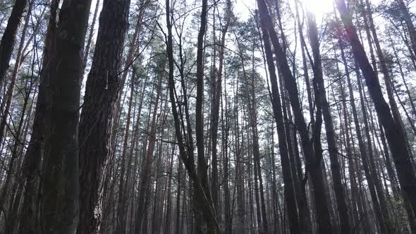 Trees in a Pine Forest During the Day Aerial View alt