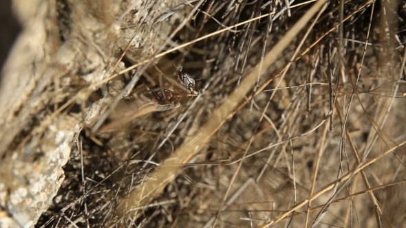 Mantis Caught a Grasshopper And Eat It On The Grass. alt