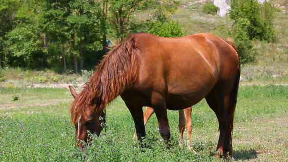 Beautiful Brown Horse Grazing On Summer Meadow