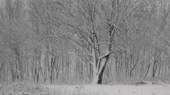 Snow Day In The Winter Woods. alt