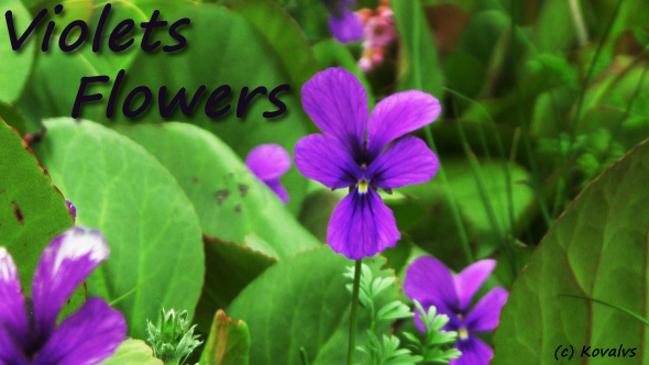 Violet Flowers alt
