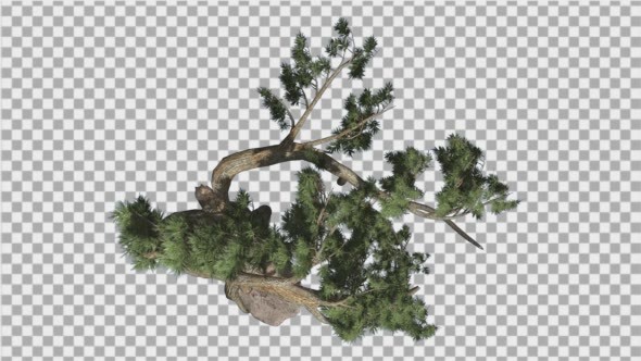 Jeffrey Pine Pinus Jeffreyi Top Down Coniferous alt