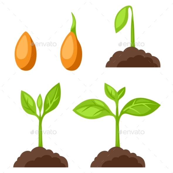 Phases of Plant Growth - Industries Business