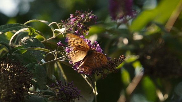 Butterfly Flies Away