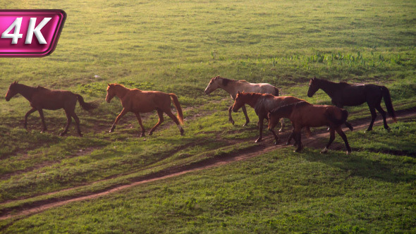 Horses in the Morning Mist alt
