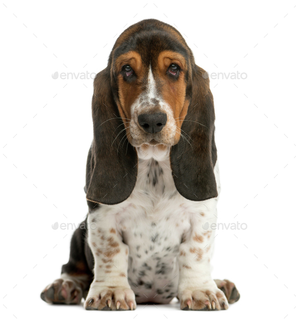 Basset deals hound sitting