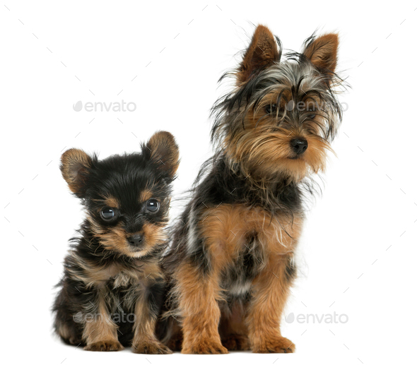 Yorkshire terriers sitting in front of a white background - Stock Photo - Images