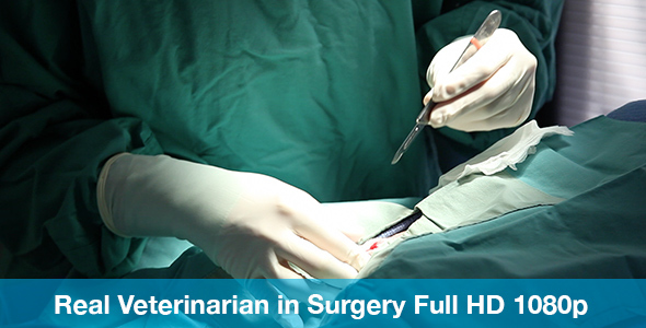 Veterinarian Preforming Surgery with Scalpel alt