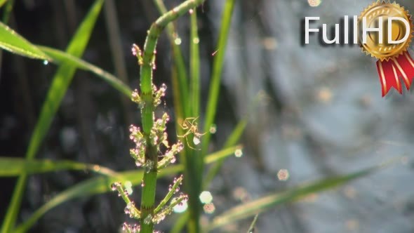 Spider, Abstract, Background alt