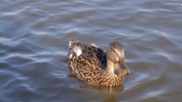 Duck Is Swimming On a Lake