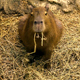 Capybara Eating - VideoHive Item for Sale