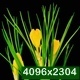 Yellow Crocus Flower Blooming - VideoHive Item for Sale