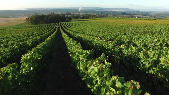 Aerial view of vineyard, Willamette Valley Oregon alt