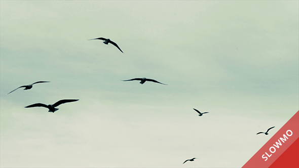 Seagulls Flying 