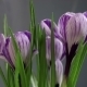 Flower - VideoHive Item for Sale
