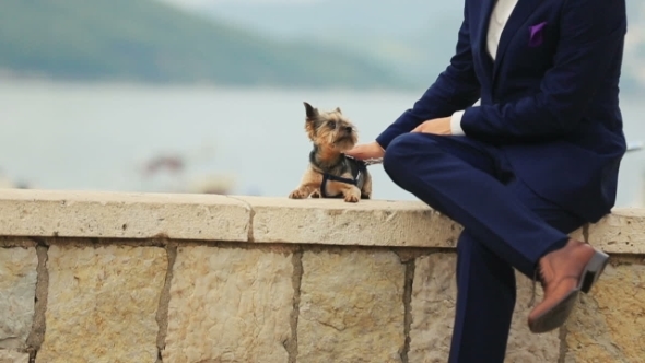 Handsome Groom Petting Little Cute Dog Terrier In Montenegro, Budva