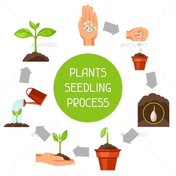 Seedling Infographics With Phases Of Plant Growth - Industries Business
