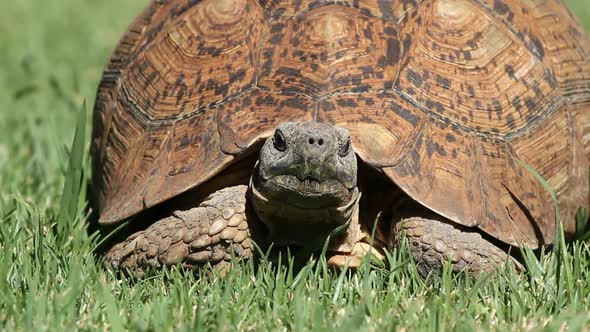 Leopard Tortoise On Green Grass alt