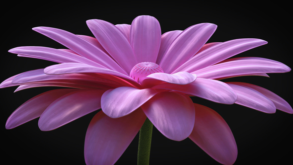 Flower - Elegant Logo Reveal Video Displays template preview