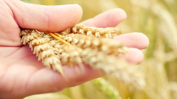 Wheat Ears In Farmer Hands