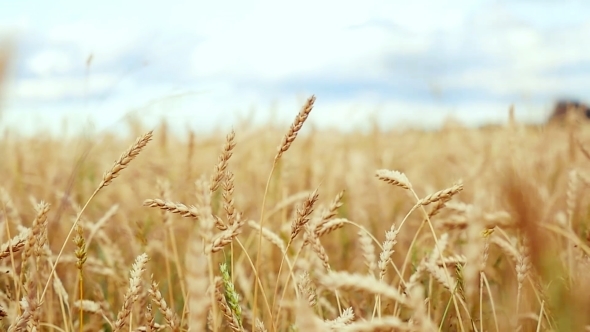 Golden Wheat Field 