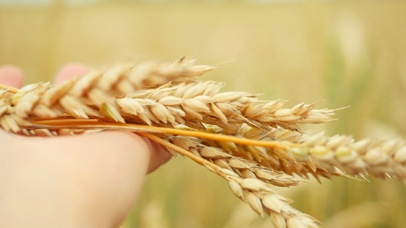 Wheat Ears In Farmer Hands