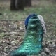 Peacock In The Nature - VideoHive Item for Sale