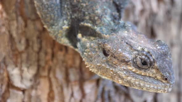Close up from the head of a southern tree agama  alt
