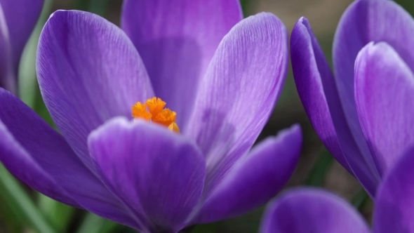 Purple Snowdrop, Stock Footage | VideoHive