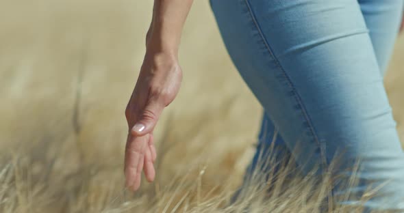Closeup the Fingers of the Hand Touch the Golden Ears of Wheat
