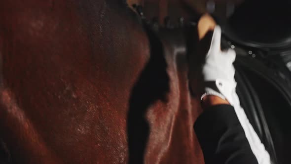 Caretaker Gently Brushing A Dark Brown Horse In The Stable Using A Soft Brush alt