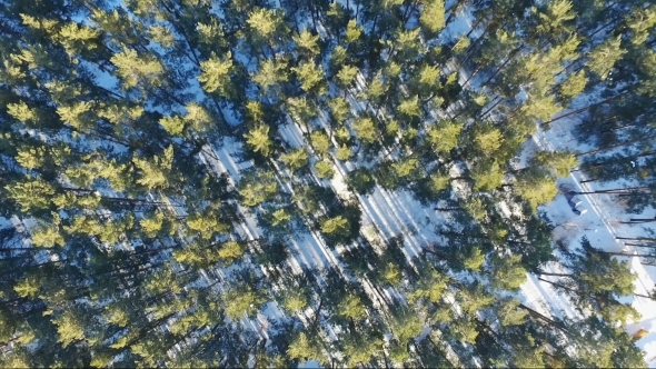 Flying Over The Forest In Winter. Rotating Forest