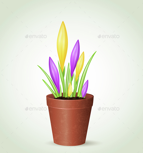 Violet and Yellow Crocuses - Flowers & Plants Nature