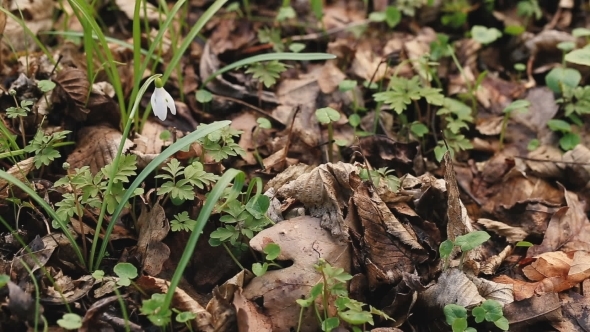 Snowdrops Blooming In Forest In Spring  alt